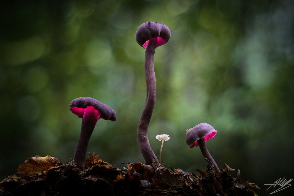 Amethystblauer Lacktrichterling (Laccaria amethystina)