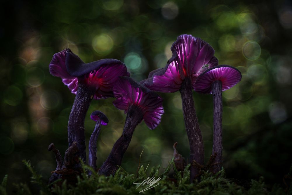 Amethystblauer Lacktrichterling (Laccaria amethystina)