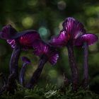 Amethystblauer Lacktrichterling (Laccaria amethystina)