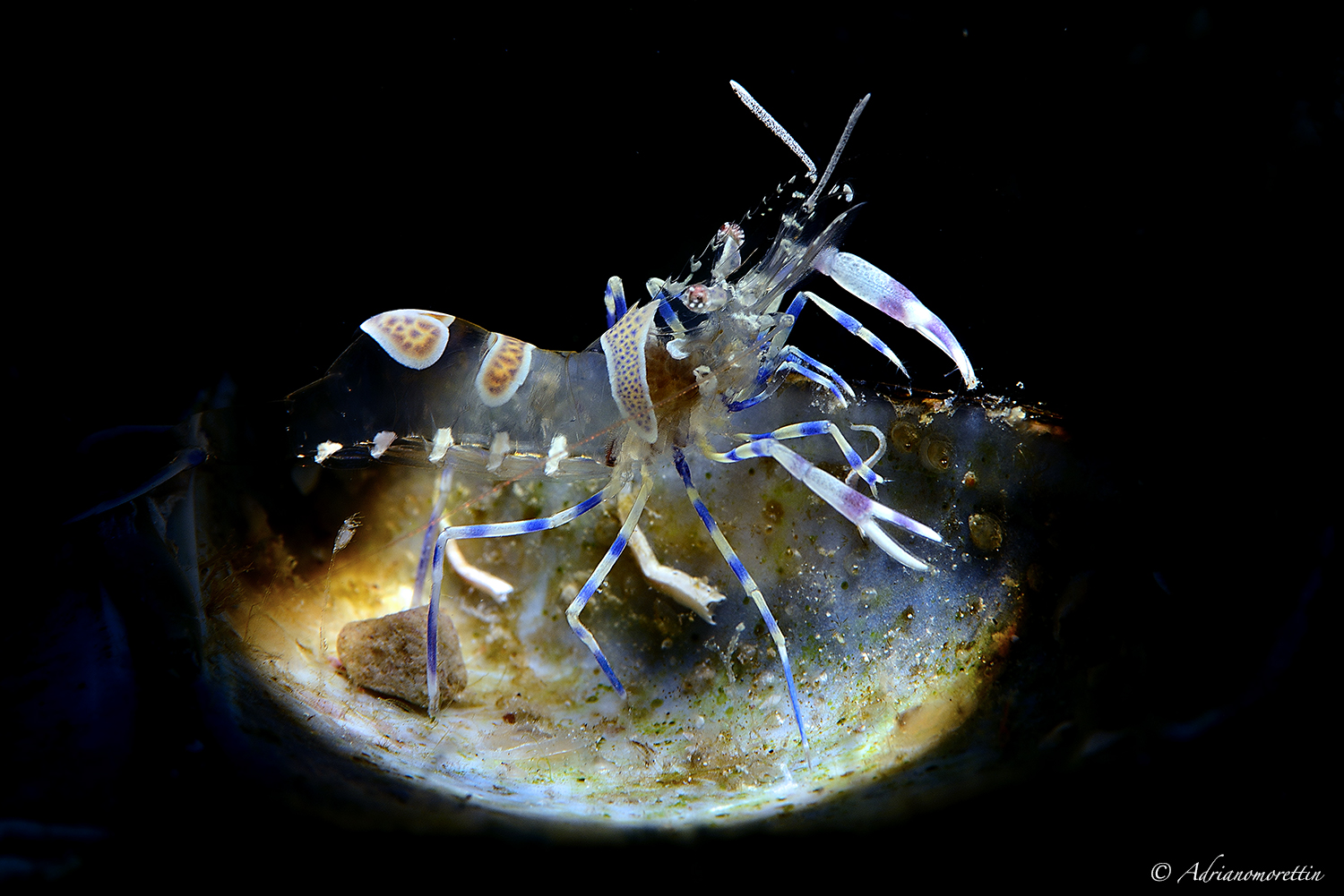 Amethysteus on mussel shell