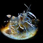 Amethysteus on mussel shell