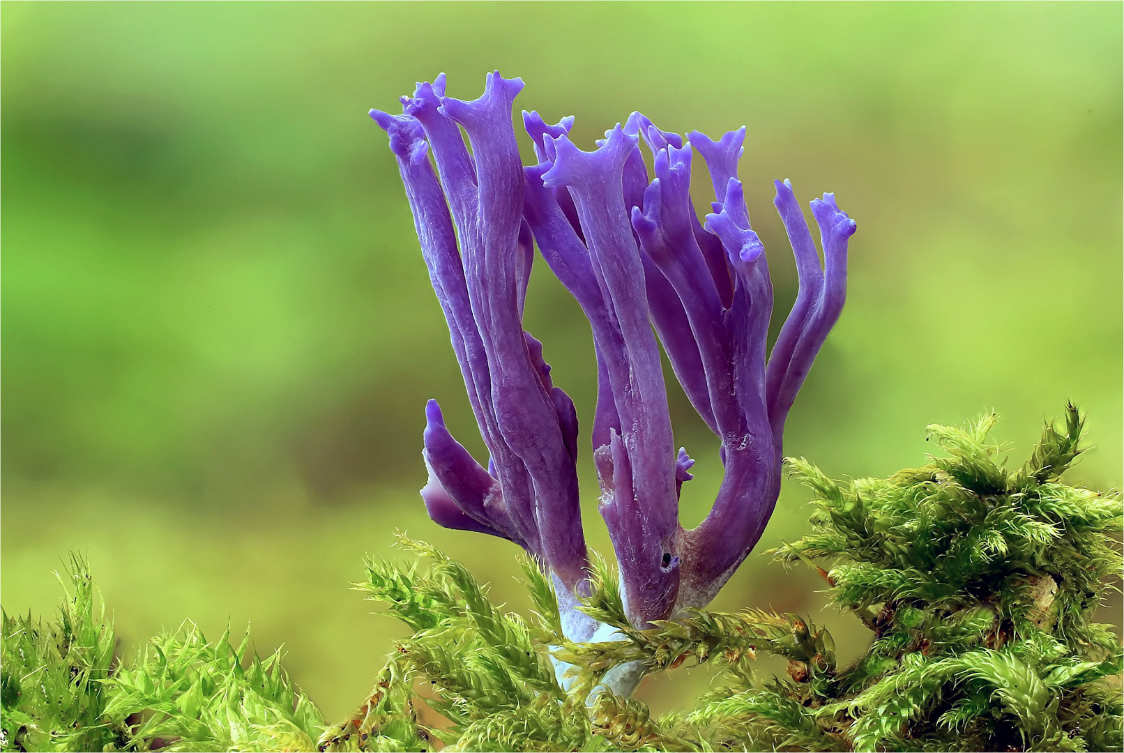 Amethystfarbene Koralle (Clavaria zollingeri)