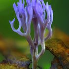 Amethystfarbene Koralle (Clavaria zollingeri)