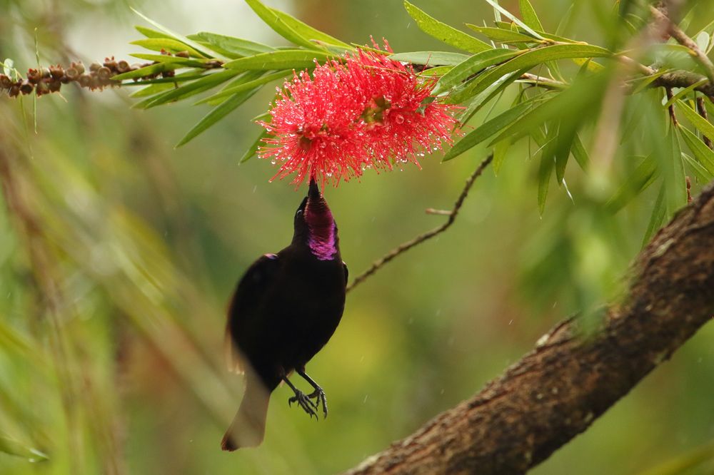 Amethystglanzköpchen (Chalcomitra amethystina)