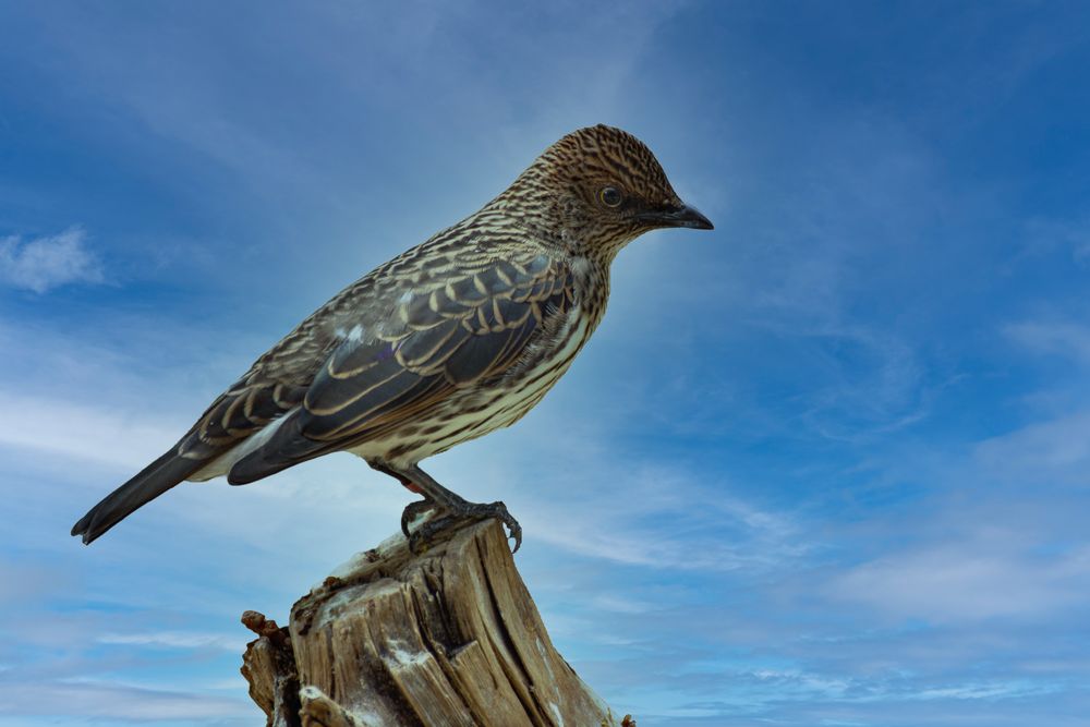 Amethystglanzstar (Cinnyricinclus leucogaster)