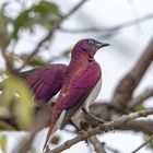 Amethystglanzstar - Violet-backed Starling (Cinnyricinclus leucogaster)