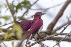 Amethystglanzstar - Violet-backed Starling (Cinnyricinclus leucogaster)