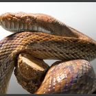 Amethystpython