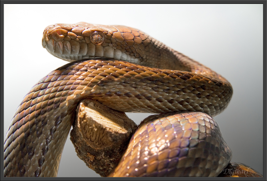 Amethystpython Foto & Bild | tiere, zoo, wildpark & falknerei ...