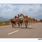 Amhedela- carovane del sale