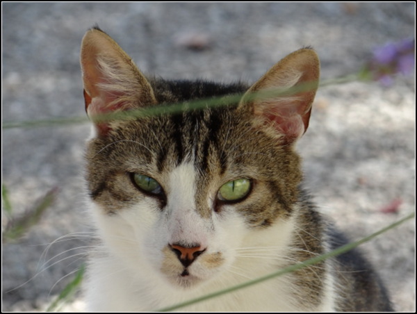 Ami du chat de village