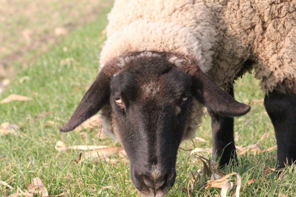 Amicelli- Suffolk Schaf, Mutterschaf Foto & Bild | tiere, haustiere ...