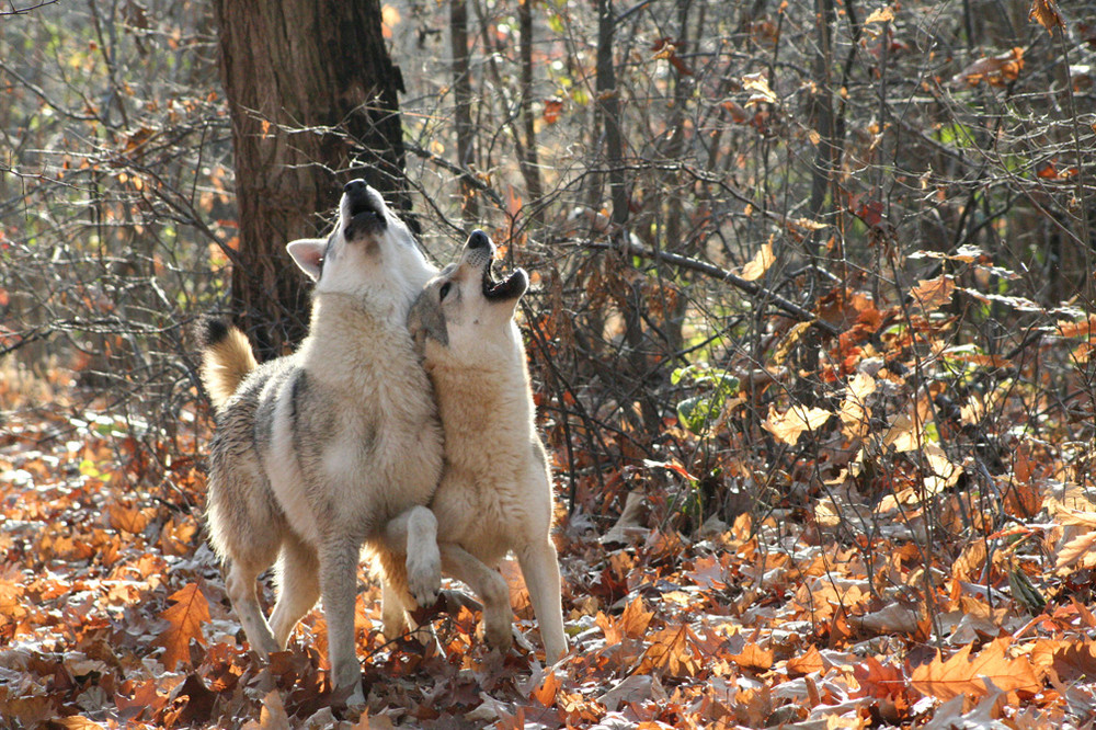 Amici dopo la bevuta. Two buddies after drunk