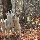 Amici dopo la bevuta. Two buddies after drunk