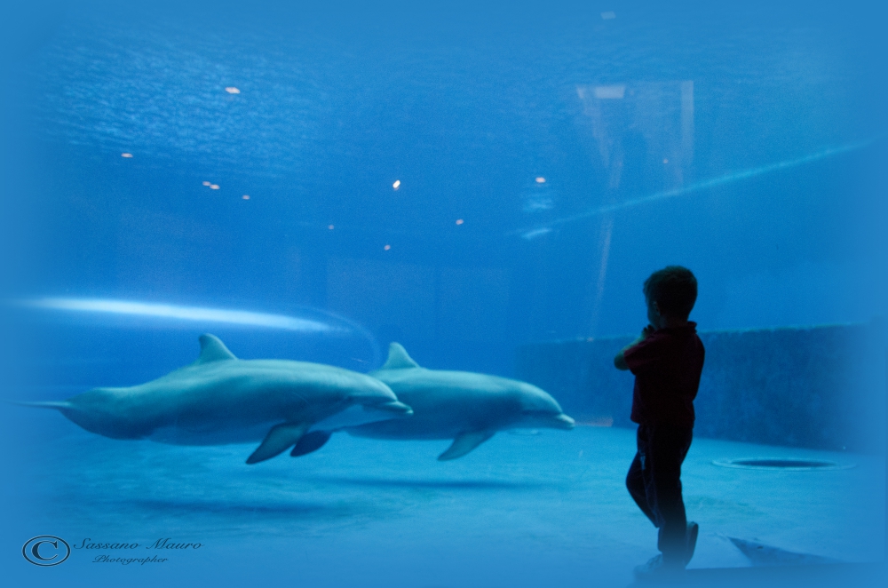 Amicizia all'Acquario