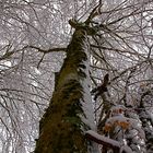 Amico, ancora un pò......., la primavera è vicina.