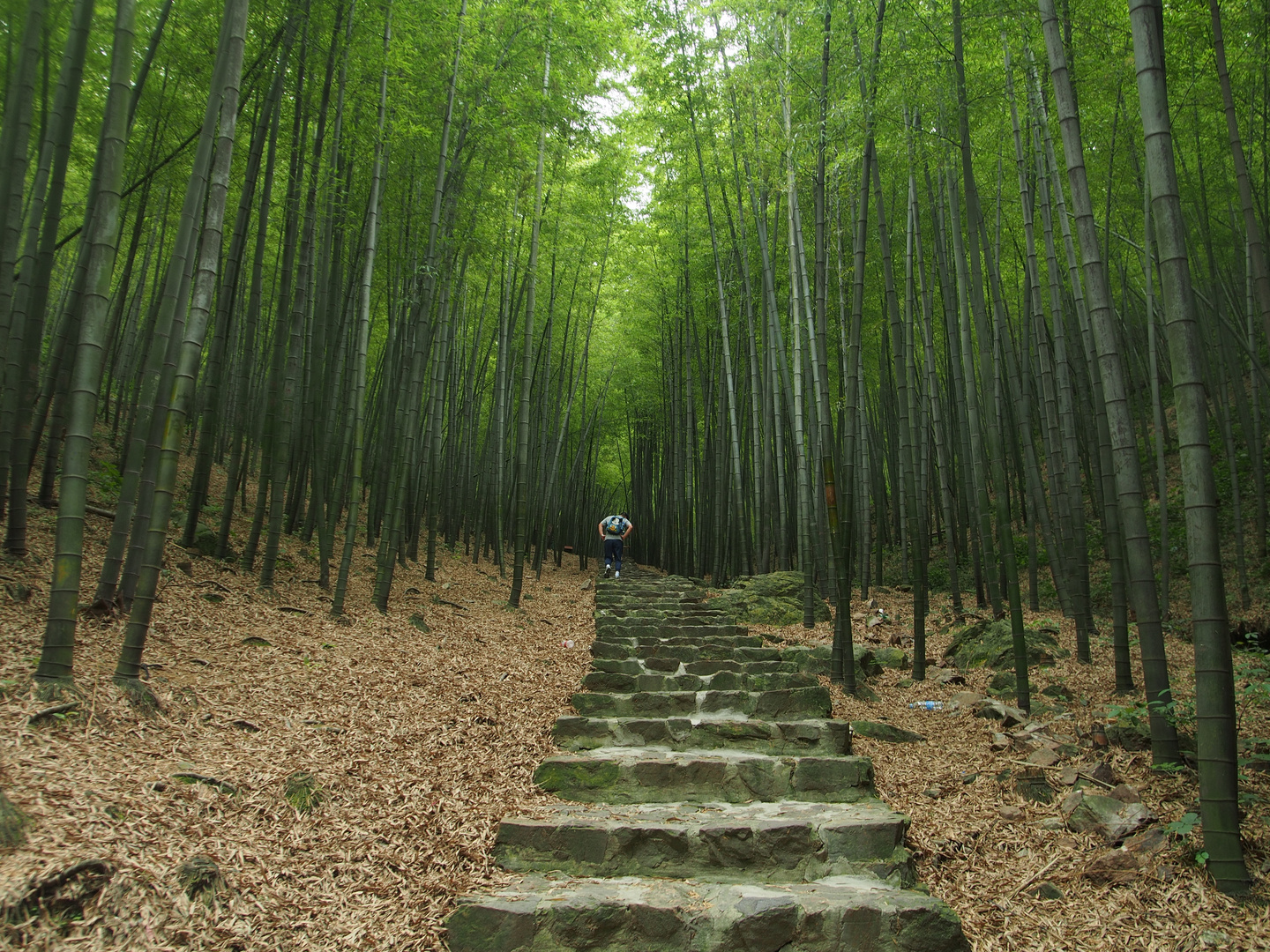 Amidst the Bamboo Sea (Within V)