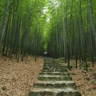 Amidst the Bamboo Sea (Within V)