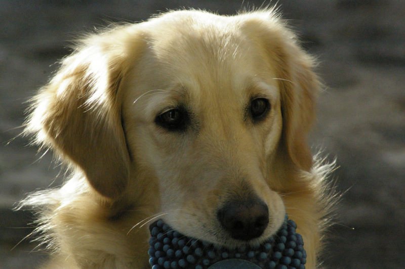 Amie - Golden Retriever