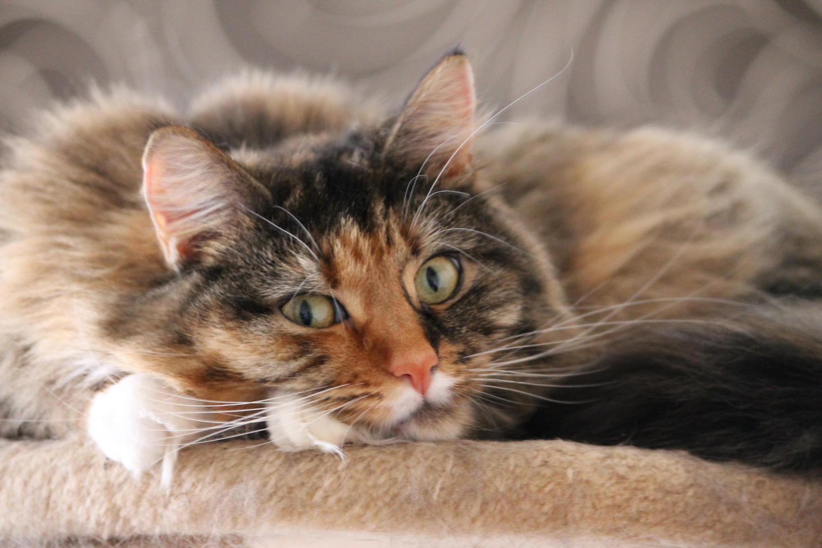 Amie - Maine Coon Mix