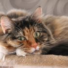 Amie - Maine Coon Mix