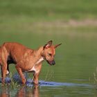 Amiga am Wasser..