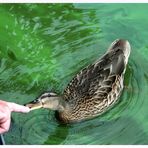 Amigo füttert Ente mit seinem Finger