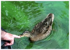Amigo füttert Ente mit seinem Finger