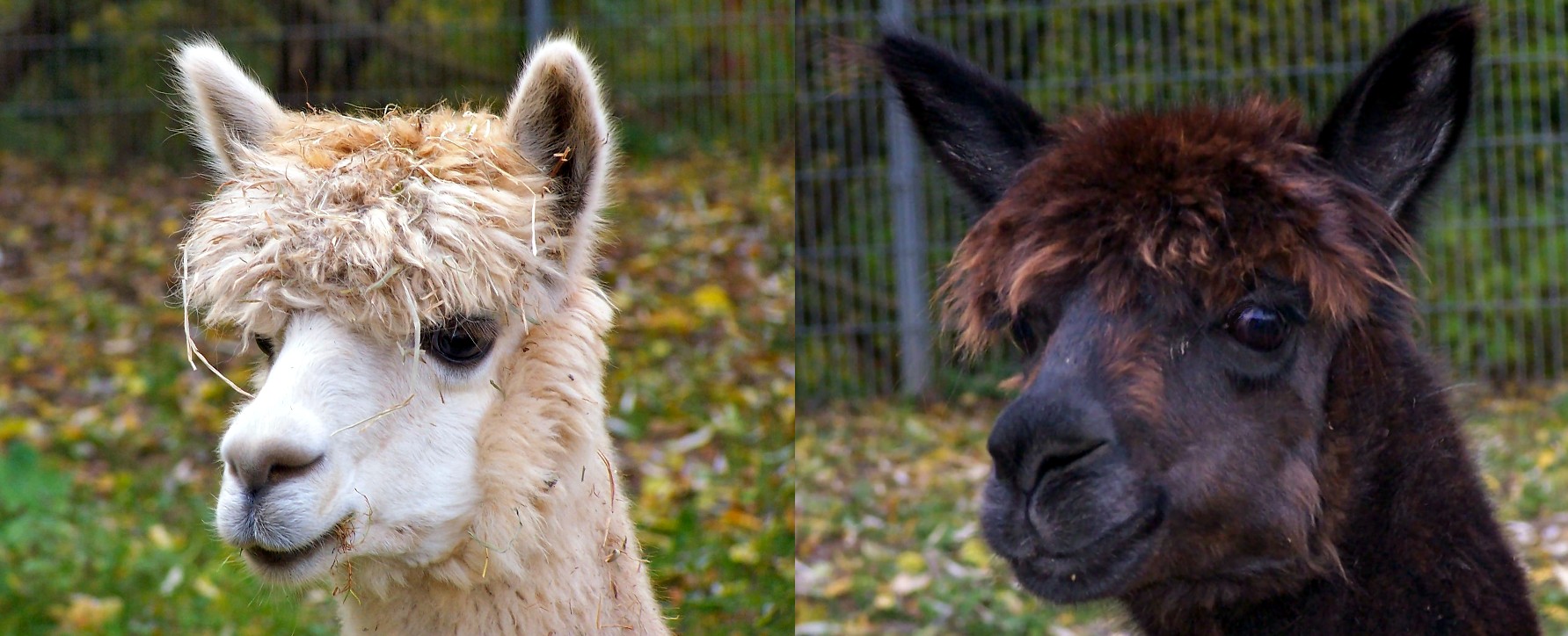 Amigo und Josef im November 2012