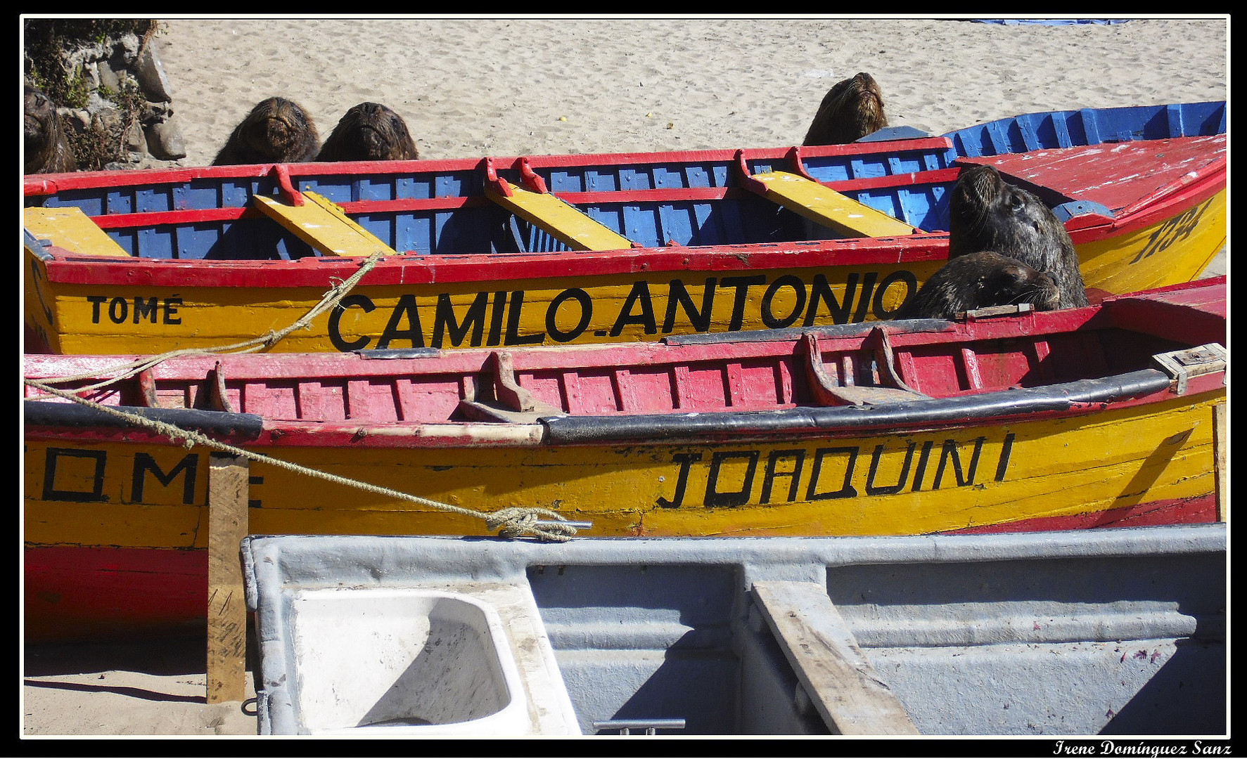 Amigos de la mar