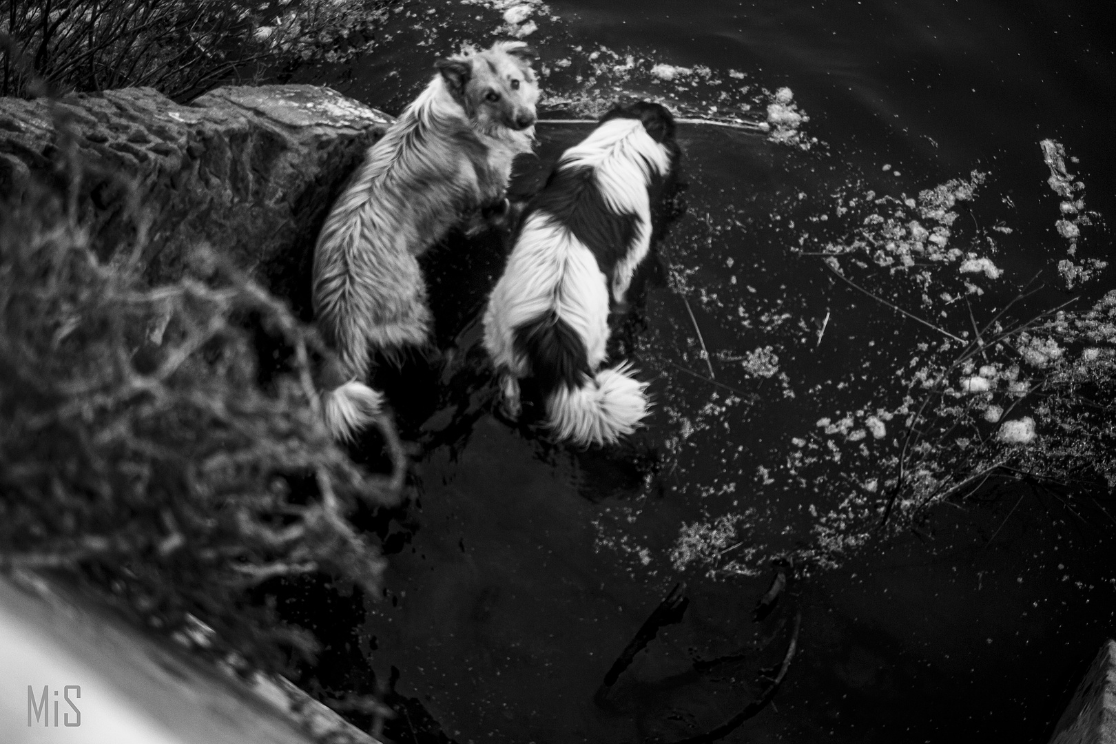 Amigos en aprieto: creció el río...