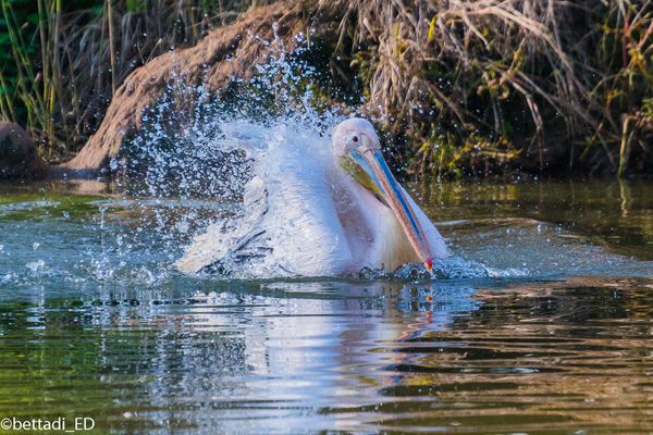 Amilcare il pellicano
