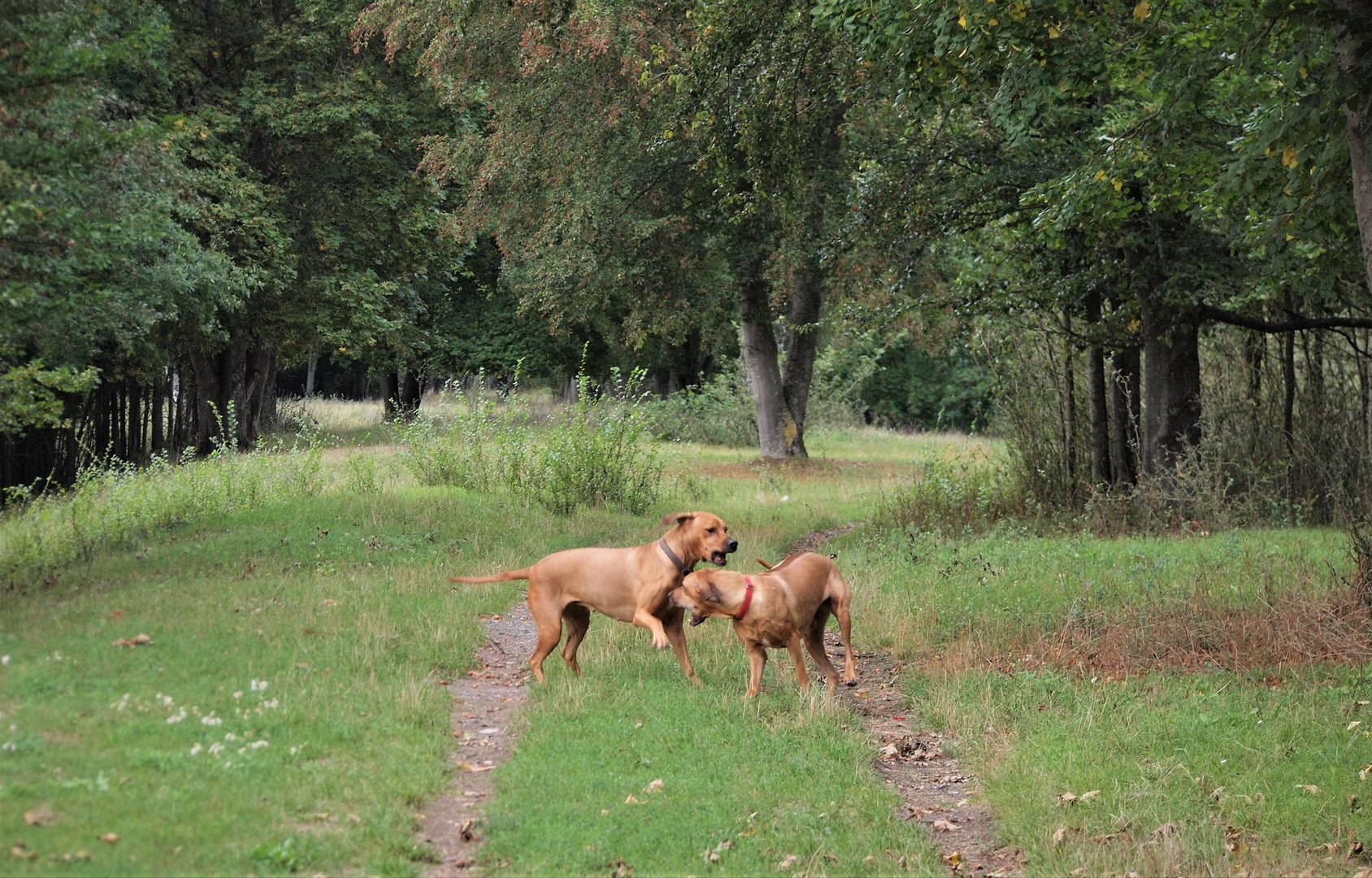 amira & aruna