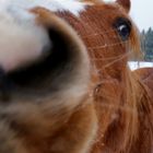 Amira - Neugierig ? Niemals :D