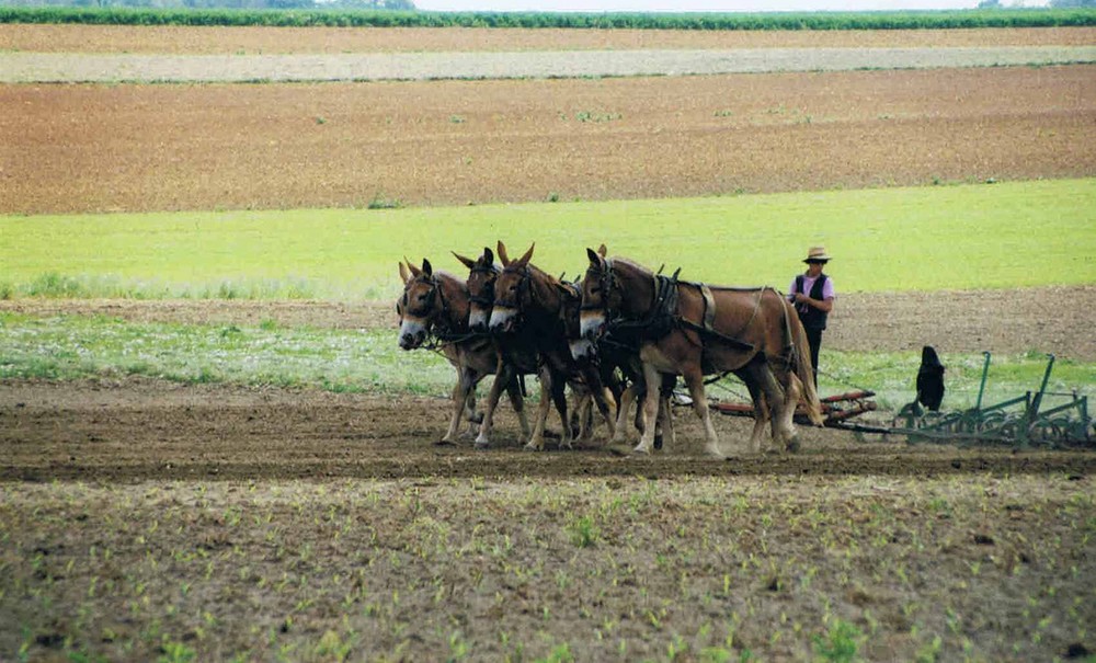 Amish-Bauer bei der Arbeit. Gesehen in Lancaster-County/USA