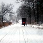 Amish Buggy