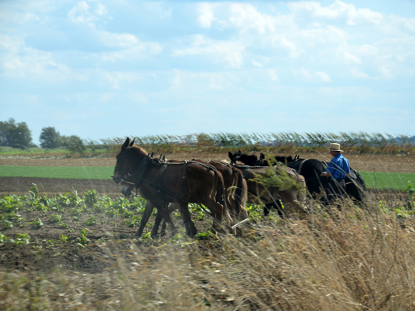 Amish