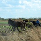 Amish