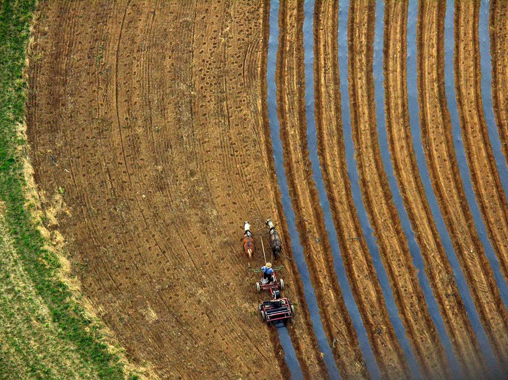 Amish Farmer bei der Arbeit