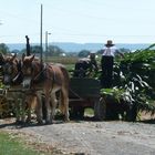 Amish Harvest