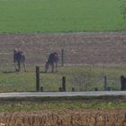 Amish in Lancaster County