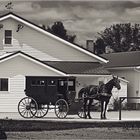 > Amish Land <