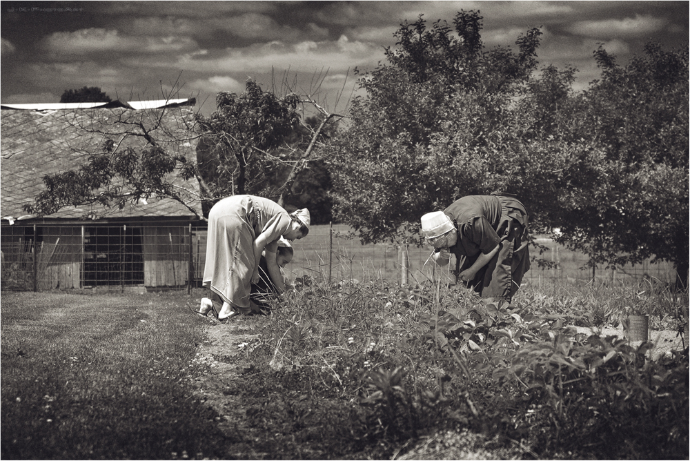 | Amish Land |