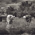 | Amish Land |