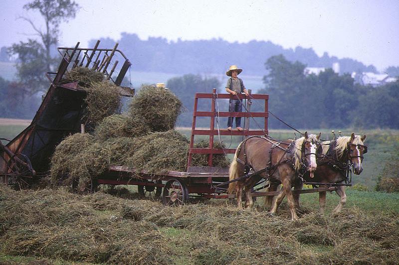 Amish-People in Ohio (I)