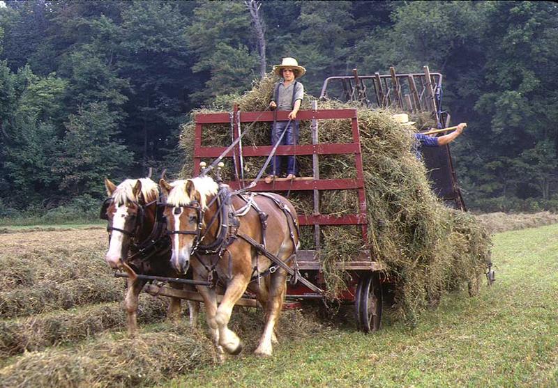 Amish-People in Ohio (II)