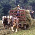 Amish-People in Ohio (II)