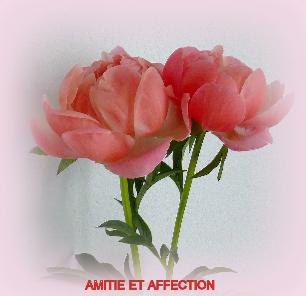 Amitié et affection...