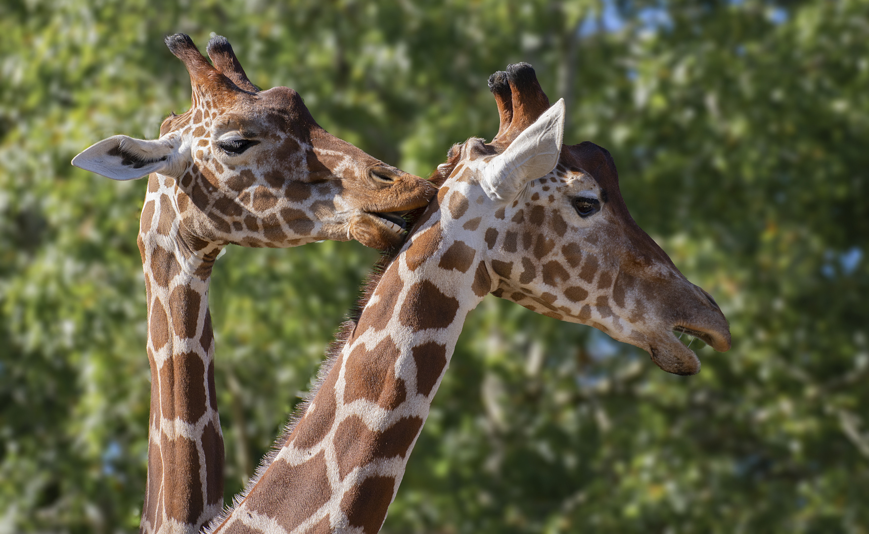 Amitié (Giraffa reticulata, girafe réticulée)