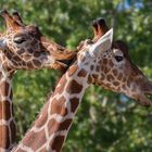 Amitié (Giraffa reticulata, girafe réticulée)